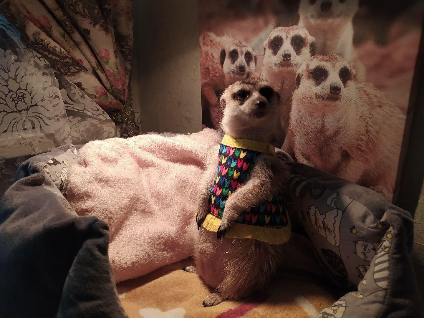 Сурикаты, питомцы, стая, хищники