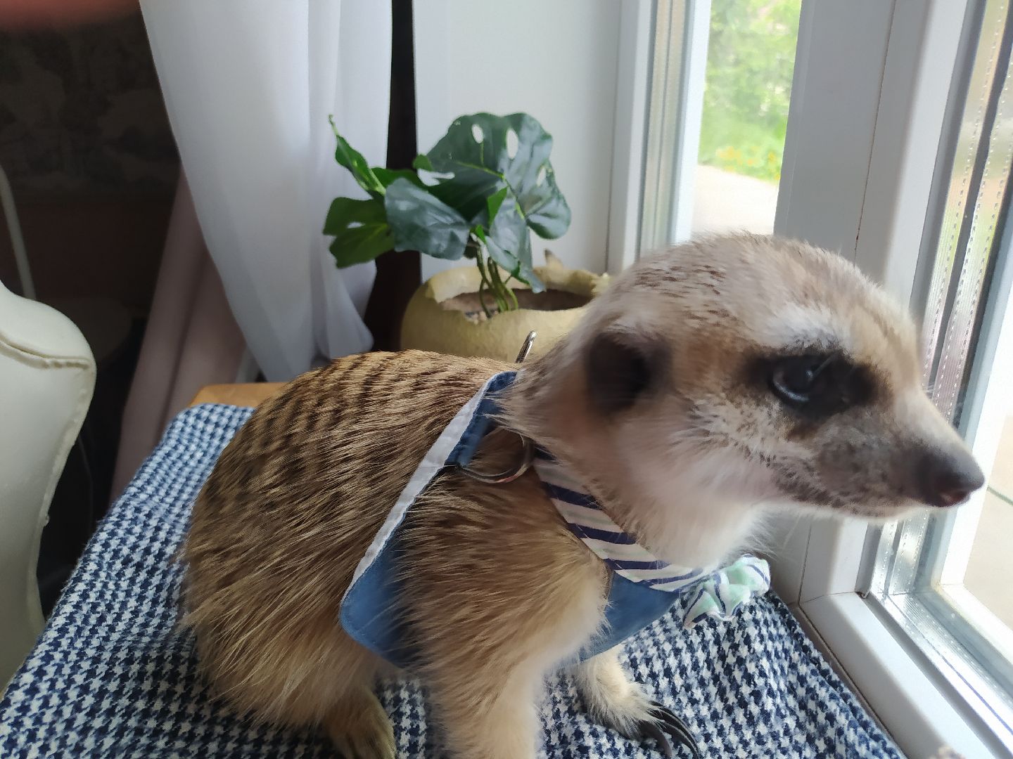 Сурикаты, питомцы, стая, хищники