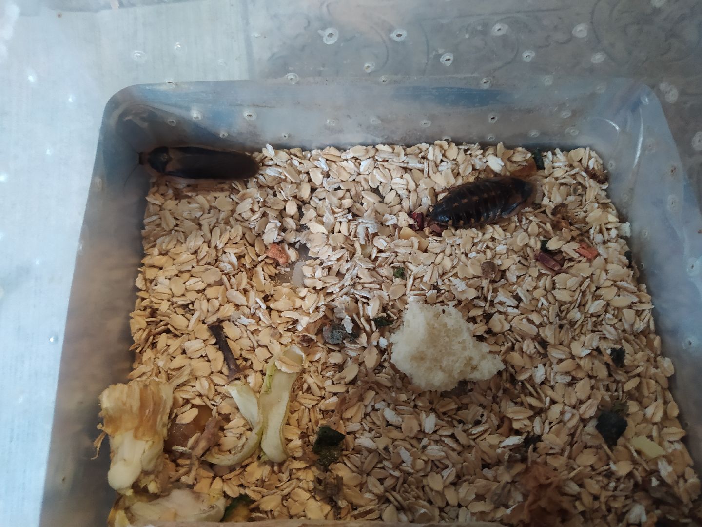 Сурикаты, питомцы, стая, хищники