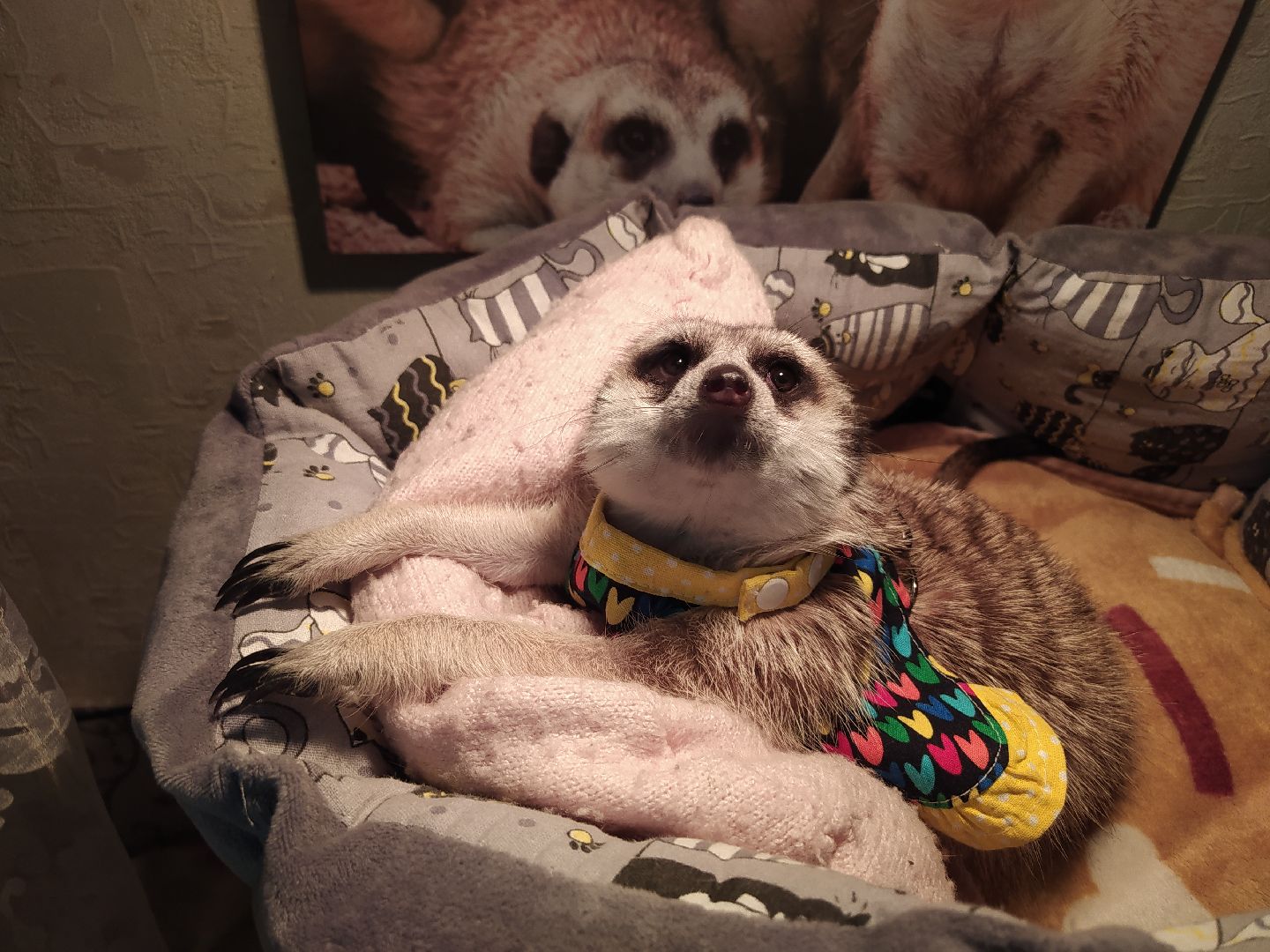 Сурикаты, питомцы, стая, хищники