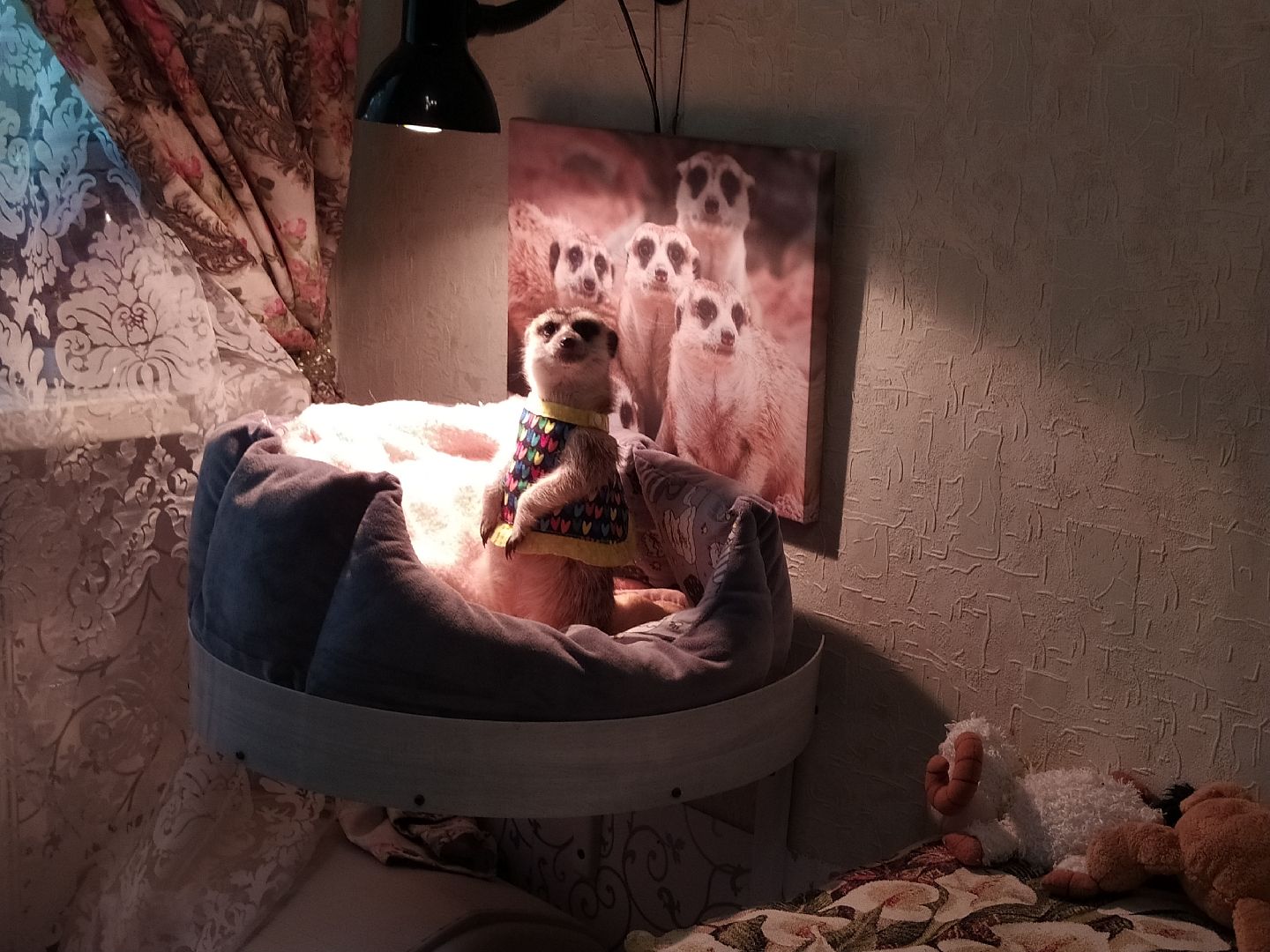 Сурикаты, питомцы, стая, хищники