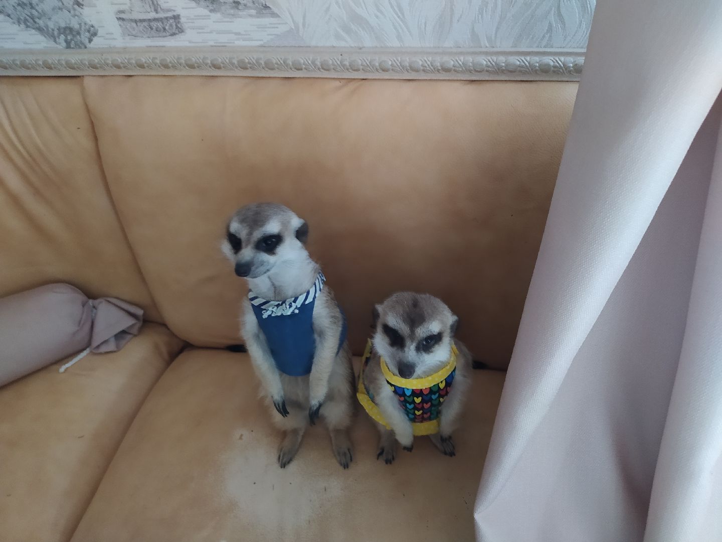 Сурикаты, питомцы, стая, хищники