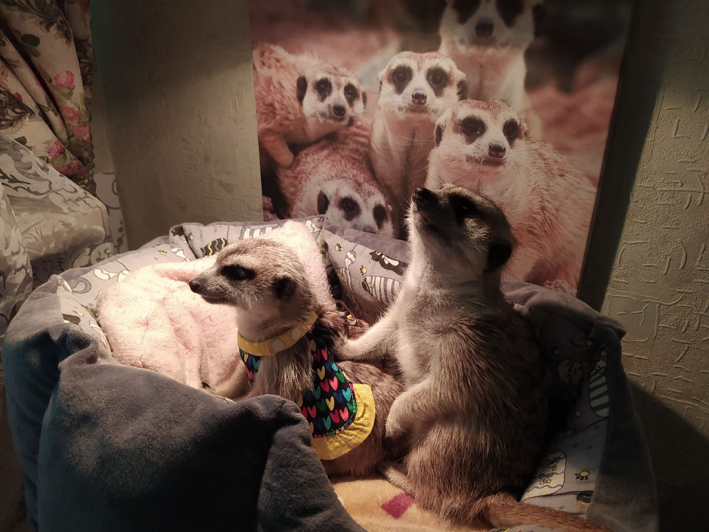 Сурикаты, питомцы, стая, хищники