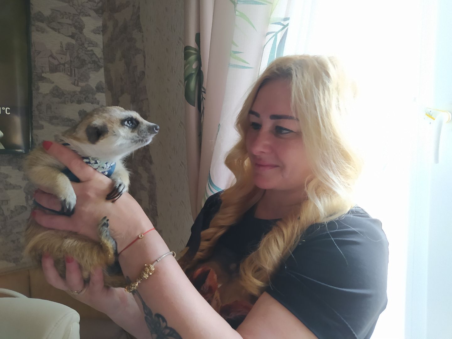 Сурикаты, питомцы, стая, хищники