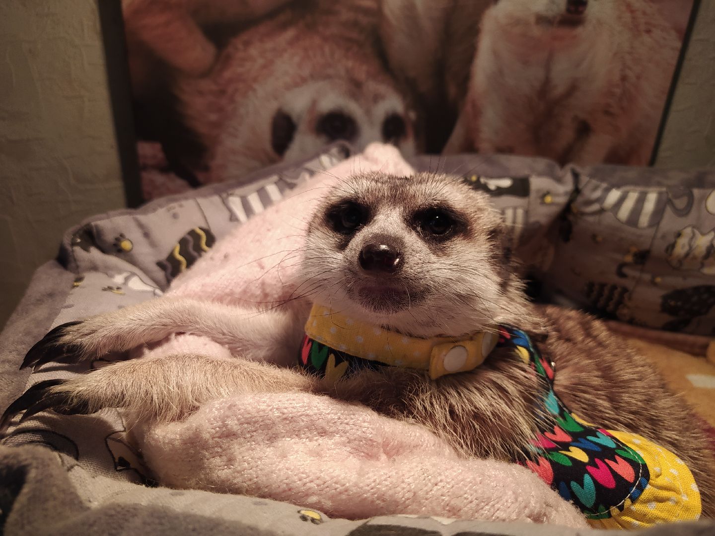 Сурикаты, питомцы, стая, хищники