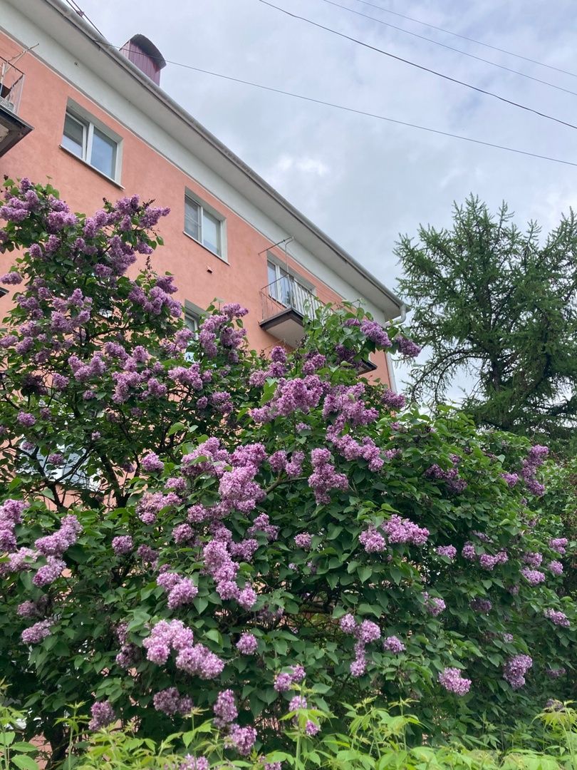 Солнечногорск, фестиваль, культура, сирень, парк