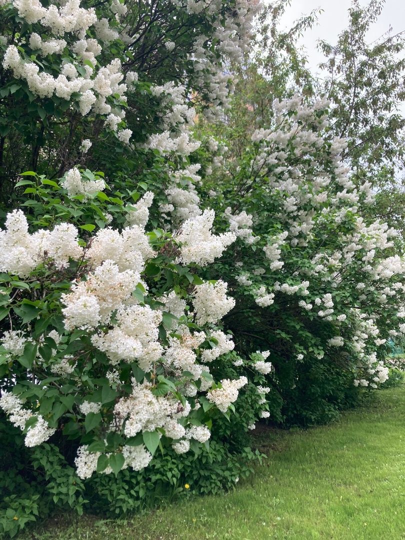 Солнечногорск, фестиваль, культура, сирень, парк