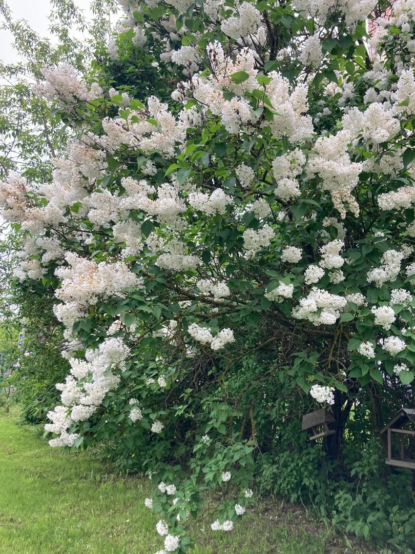 Солнечногорск, фестиваль, культура, сирень, парк