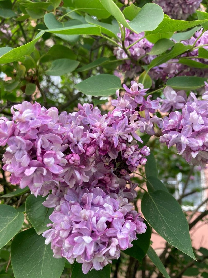 Солнечногорск, фестиваль, культура, сирень, парк