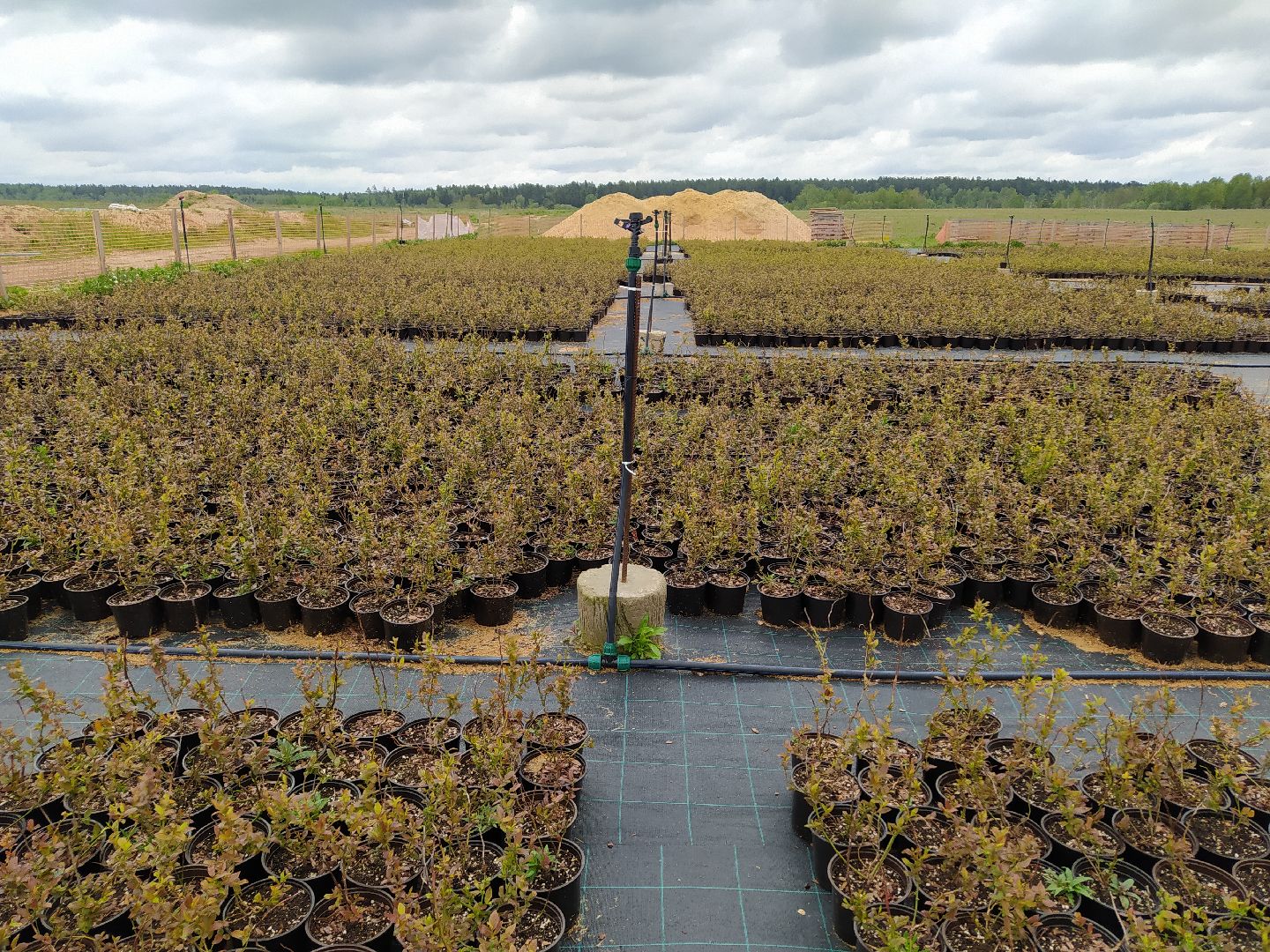 Ягода, урожай, ассортимент, рассада