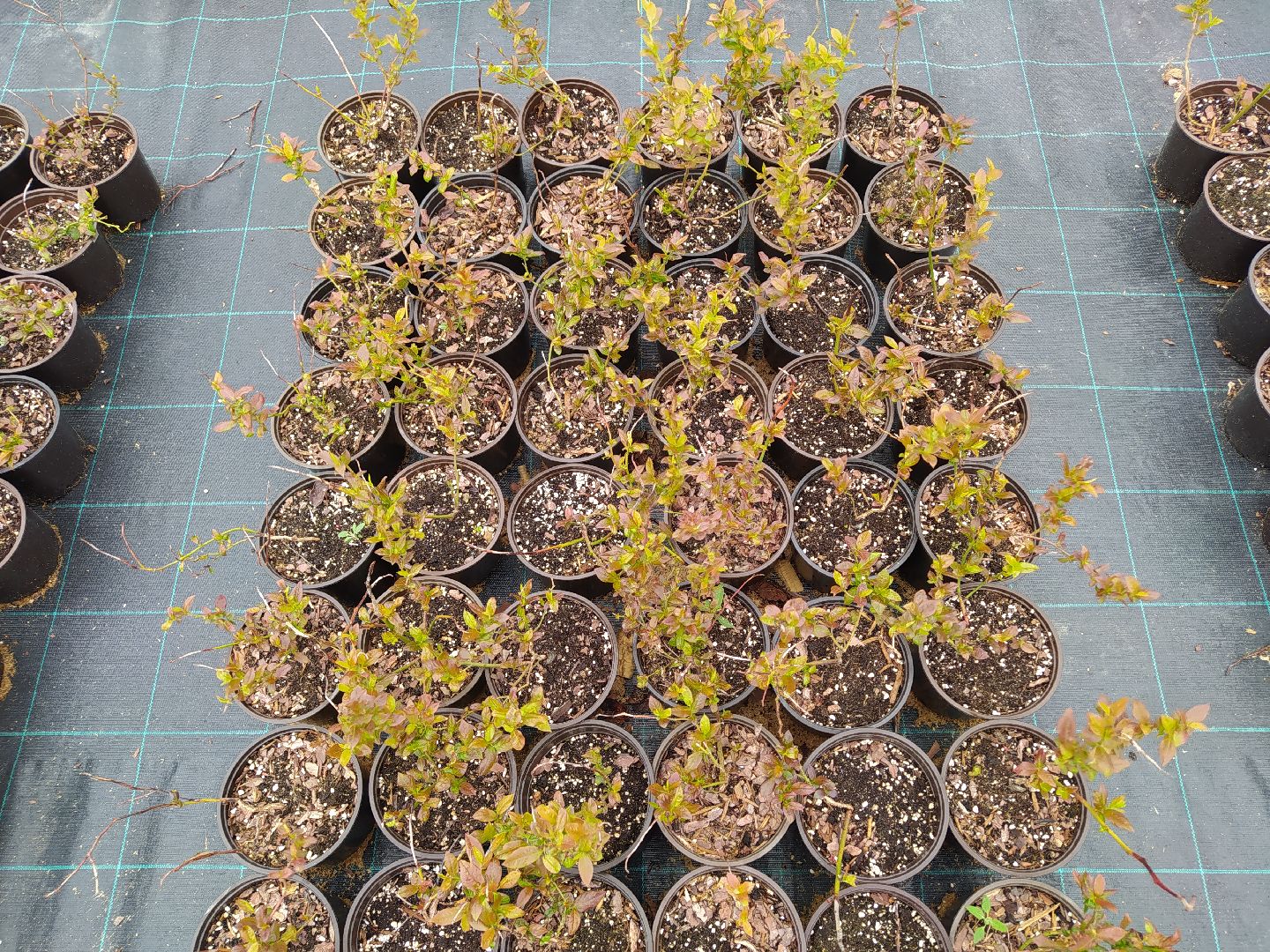 Ягода, урожай, ассортимент, рассада