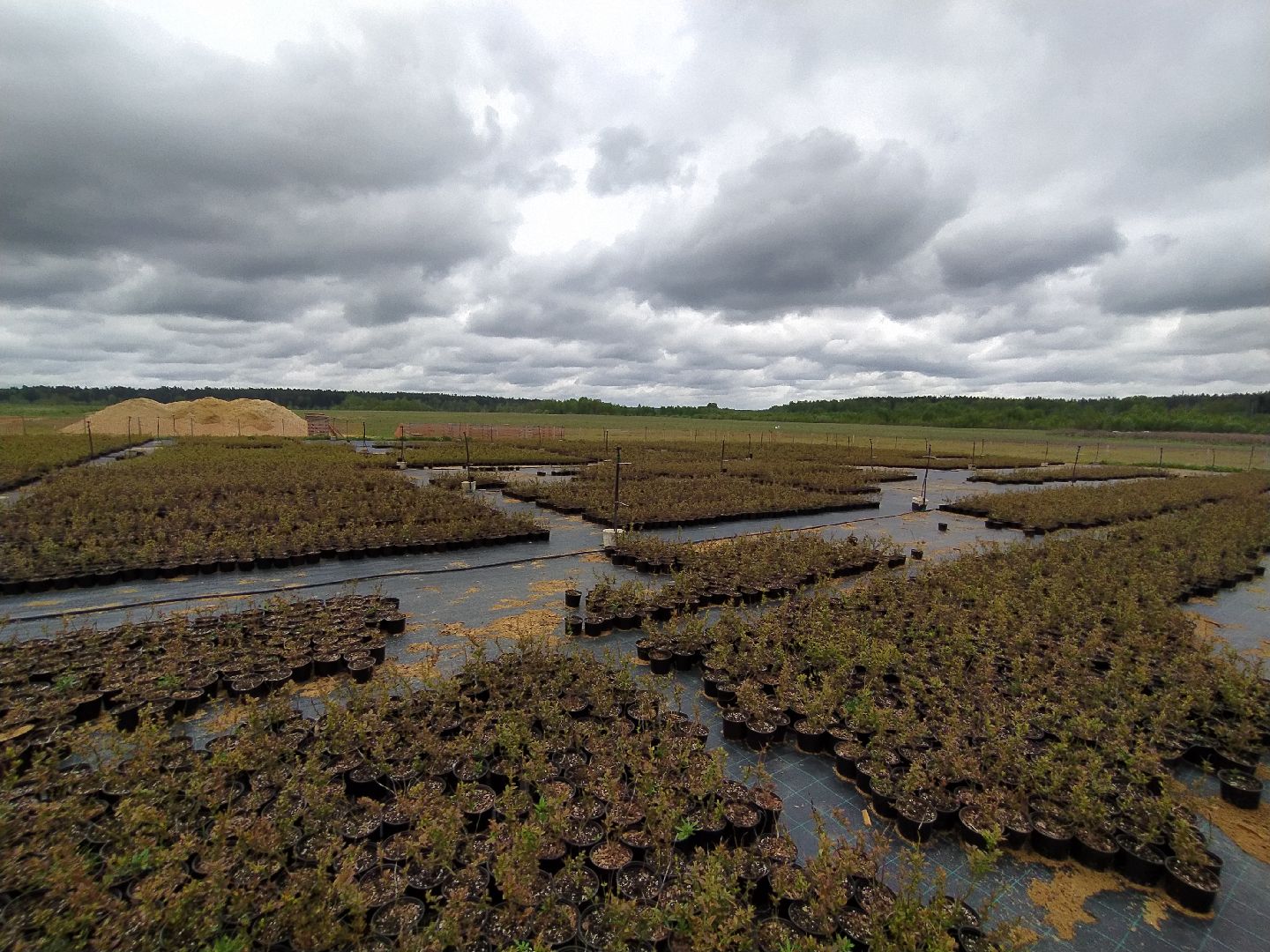 Ягода, урожай, ассортимент, рассада