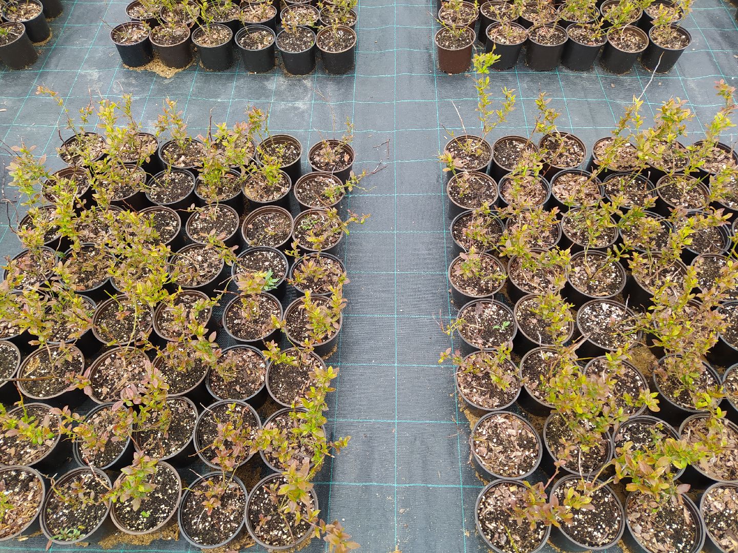 Ягода, урожай, ассортимент, рассада