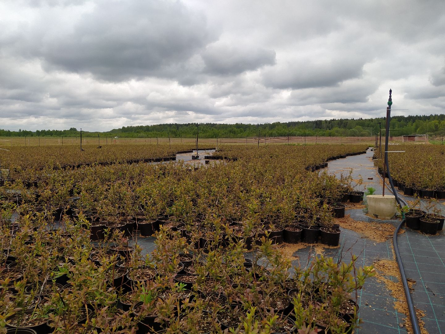 Ягода, урожай, ассортимент, рассада