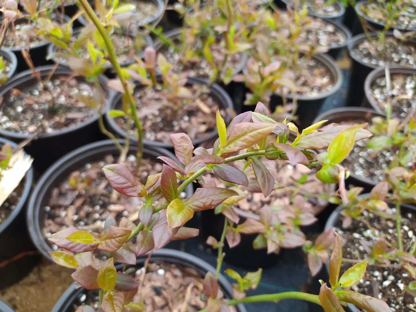 Ягода, урожай, ассортимент, рассада