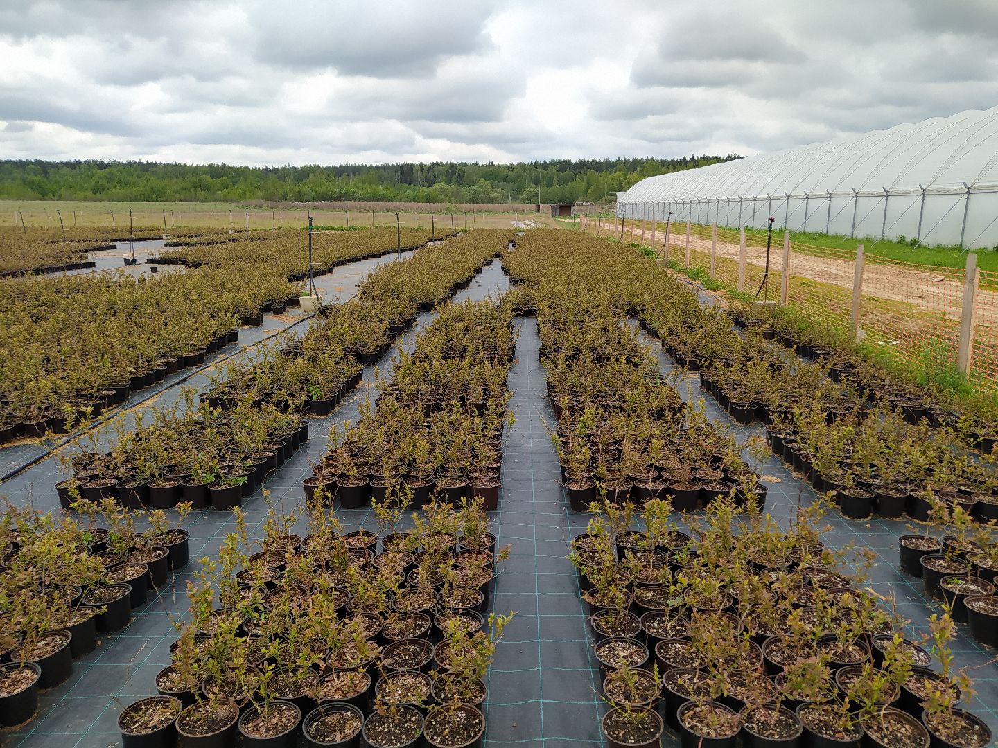 Ягода, урожай, ассортимент, рассада