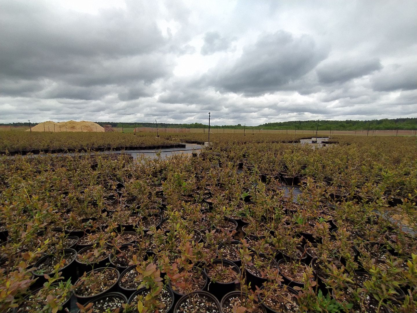 Ягода, урожай, ассортимент, рассада