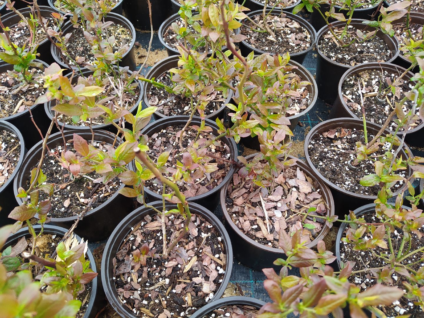 Ягода, урожай, ассортимент, рассада