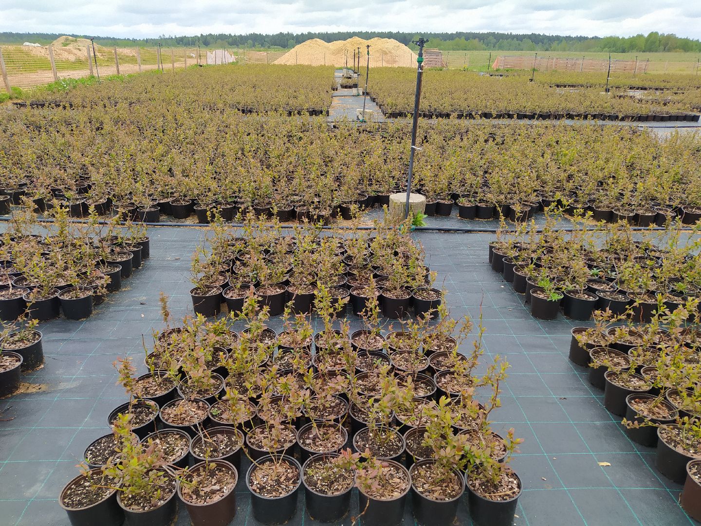 Ягода, урожай, ассортимент, рассада