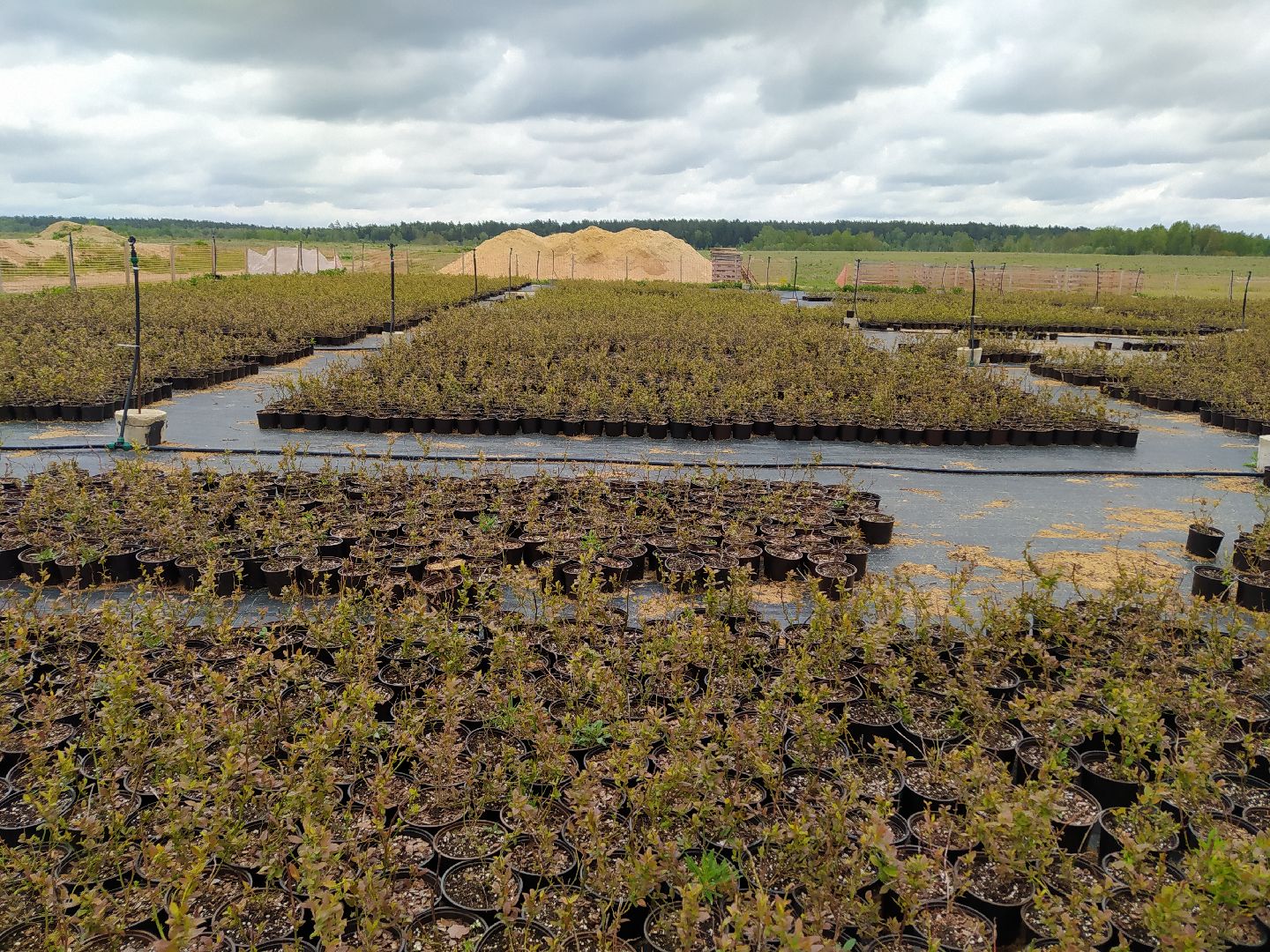 Ягода, урожай, ассортимент, рассада