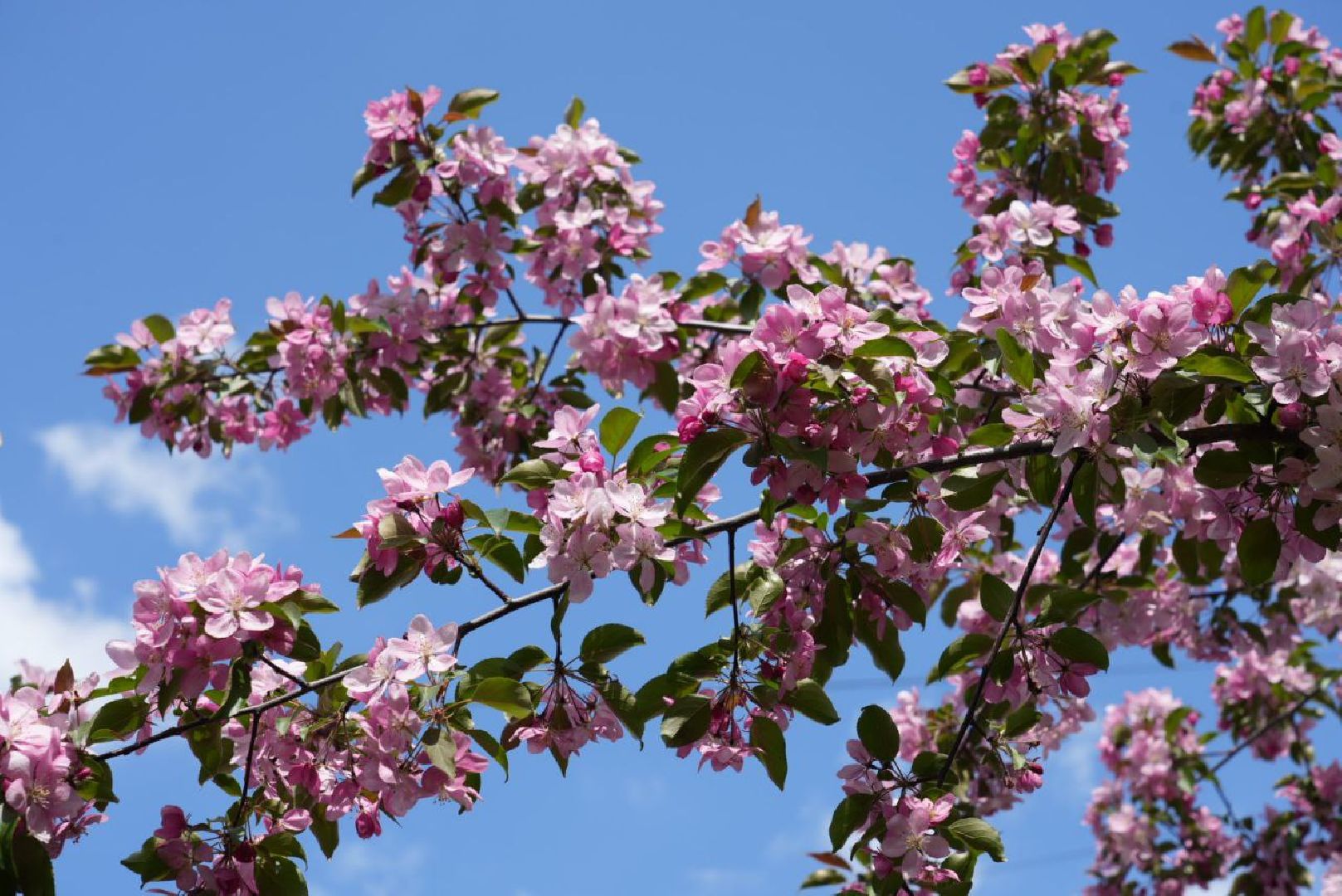 Сергиев Посад, Сергиево-Посадский городской округ, Красота, Природа, Весна, Общество, Жители, Фотосессия