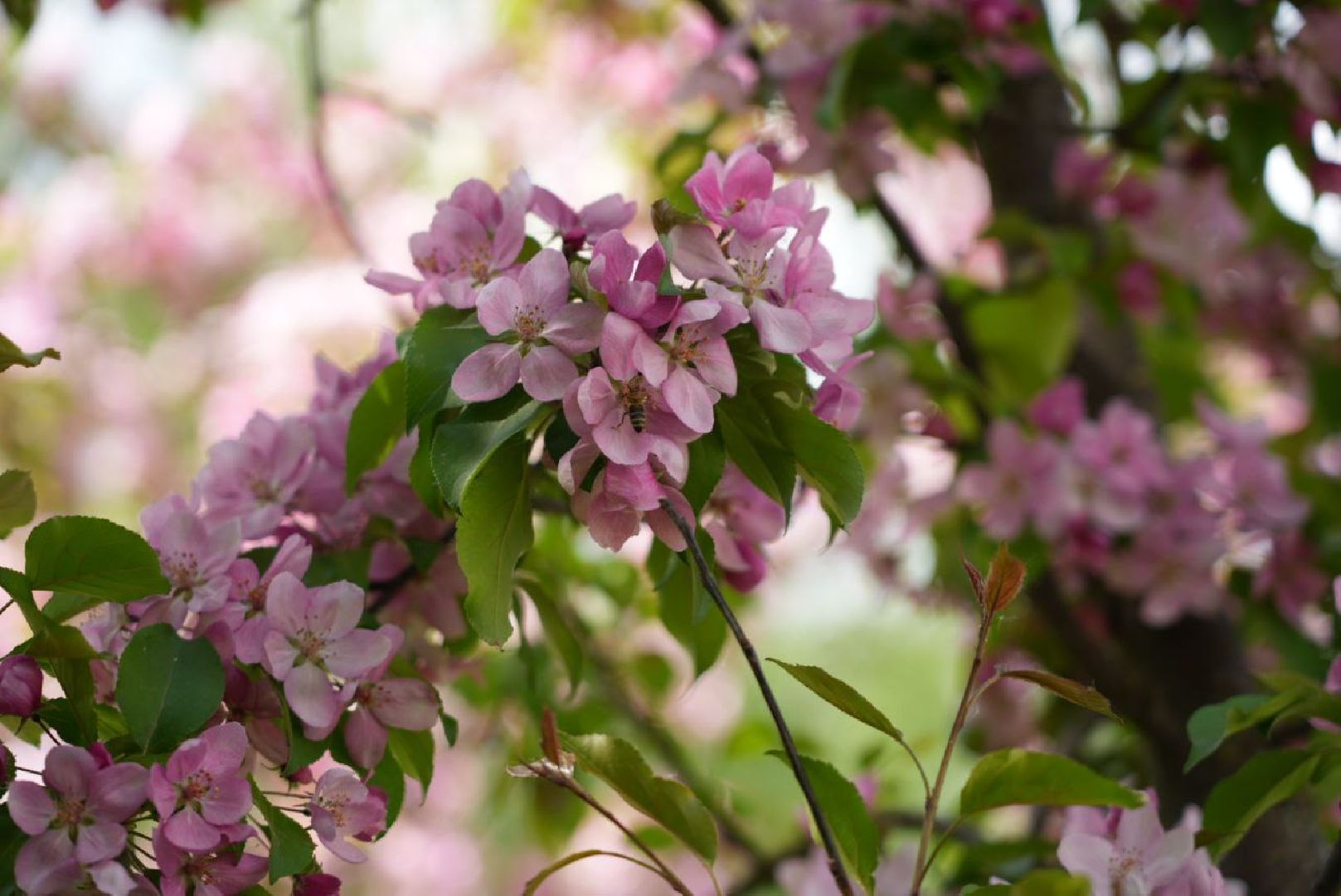 Сергиев Посад, Сергиево-Посадский городской округ, Красота, Природа, Весна, Общество, Жители, Фотосессия