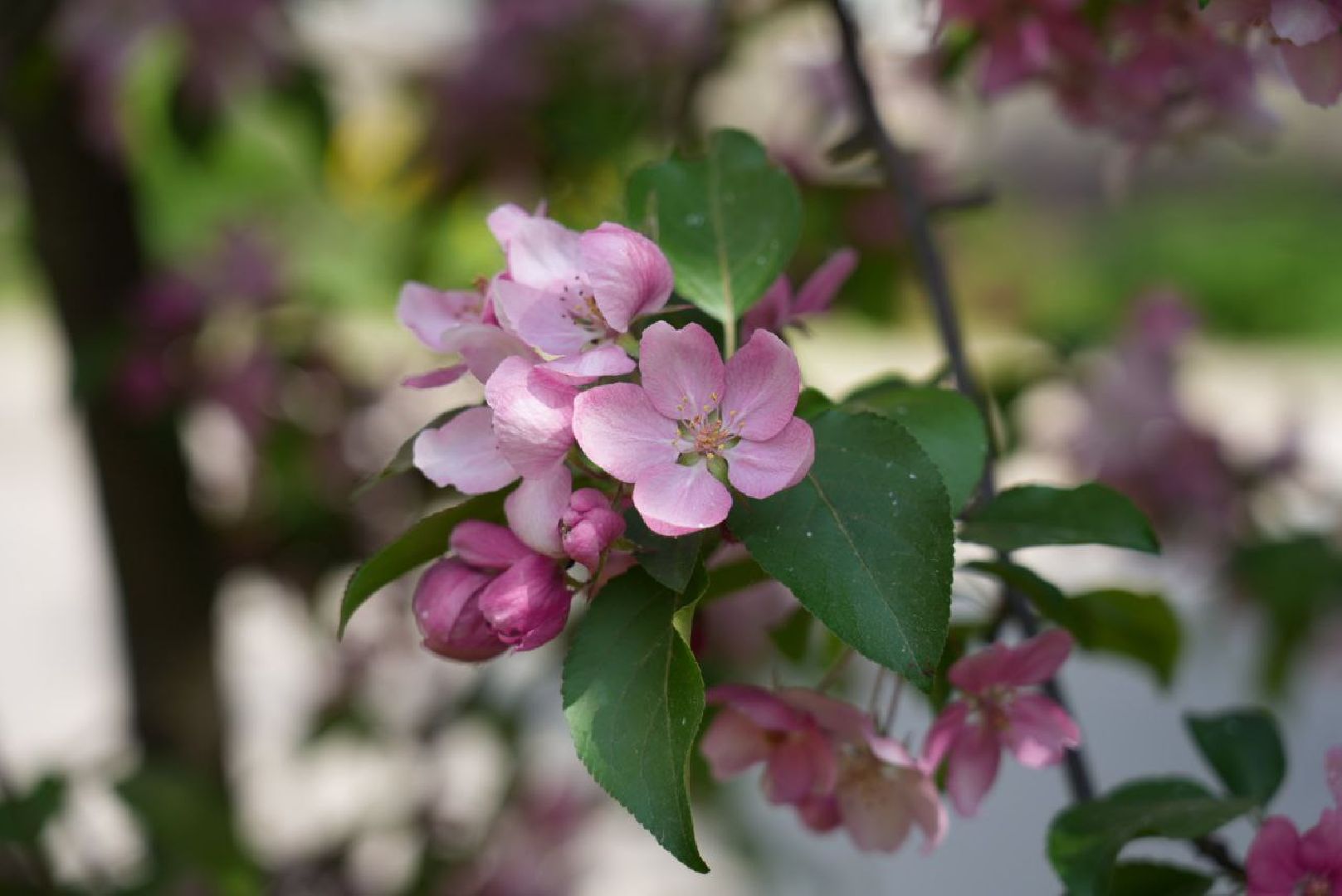 Сергиев Посад, Сергиево-Посадский городской округ, Красота, Природа, Весна, Общество, Жители, Фотосессия