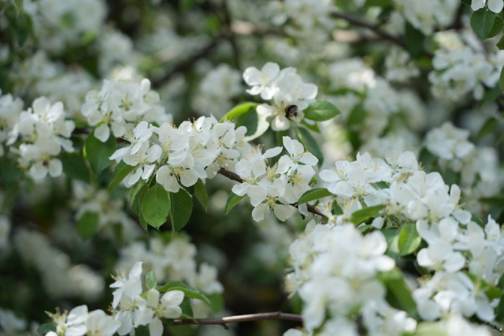 Сергиев Посад, Сергиево-Посадский городской округ, Красота, Природа, Весна, Общество, Жители, Фотосессия