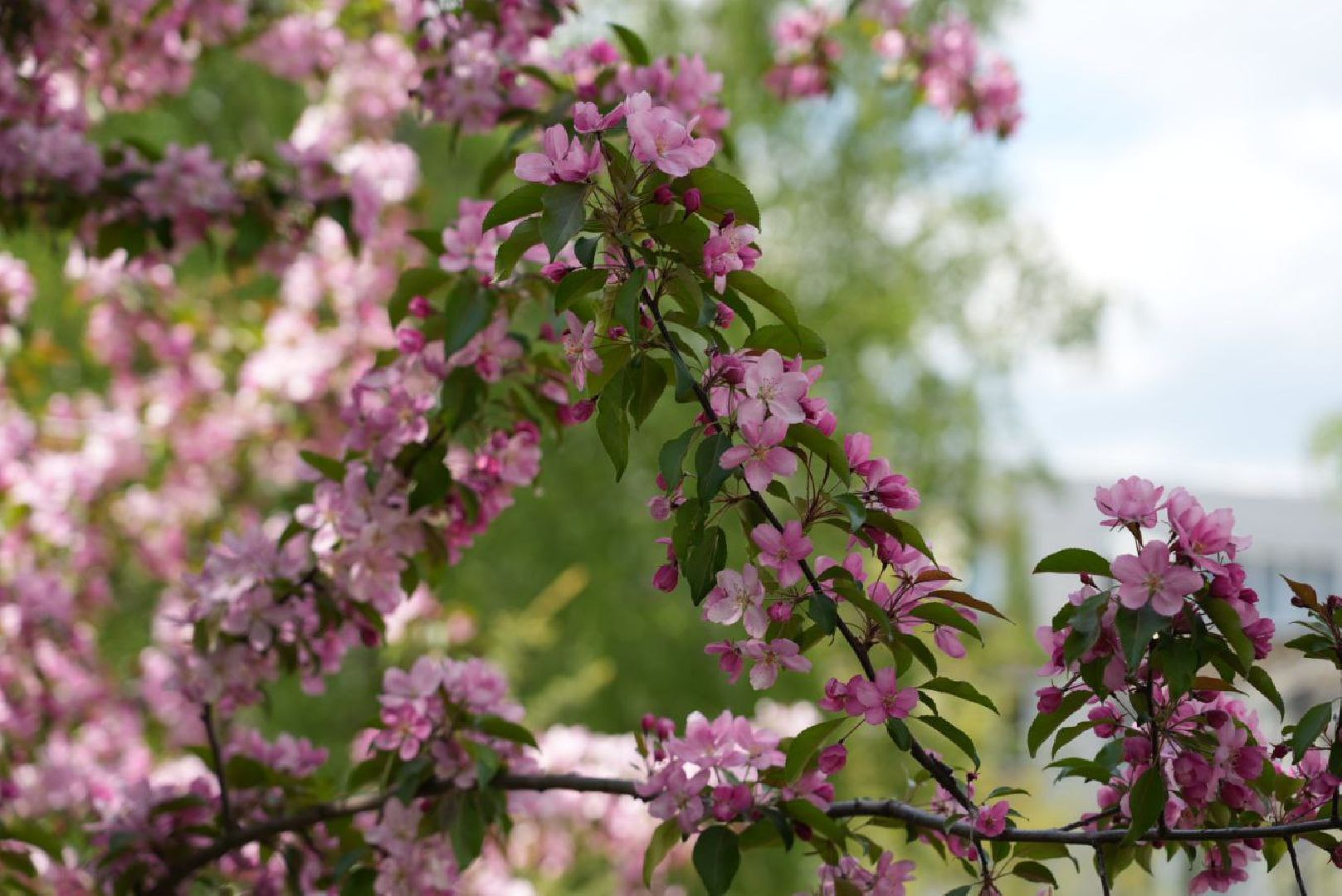 Сергиев Посад, Сергиево-Посадский городской округ, Красота, Природа, Весна, Общество, Жители, Фотосессия