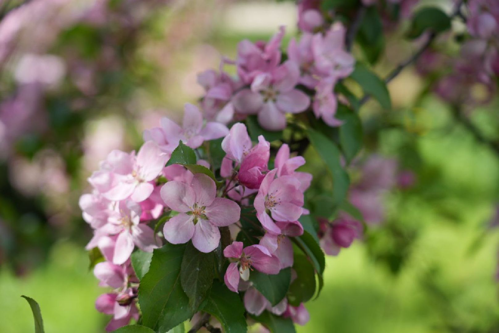 Сергиев Посад, Сергиево-Посадский городской округ, Красота, Природа, Весна, Общество, Жители, Фотосессия