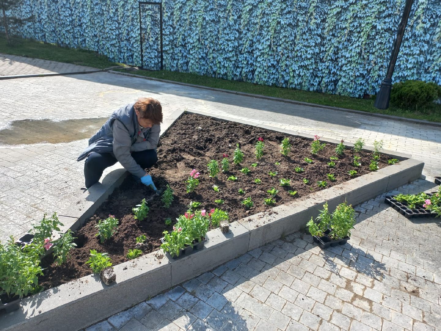 Шаховская, озеленение, благоустройство