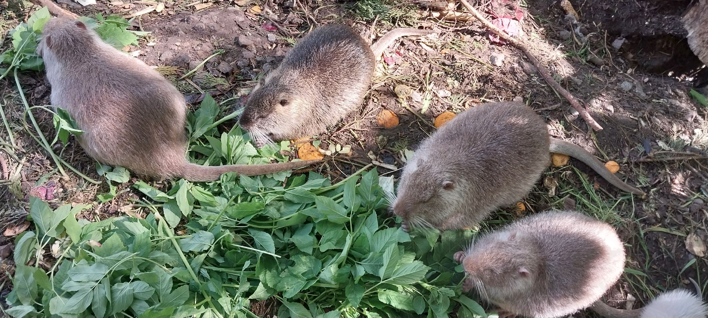 ЛОМ