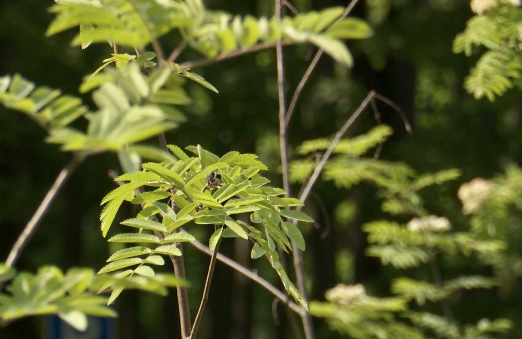 Благоустро