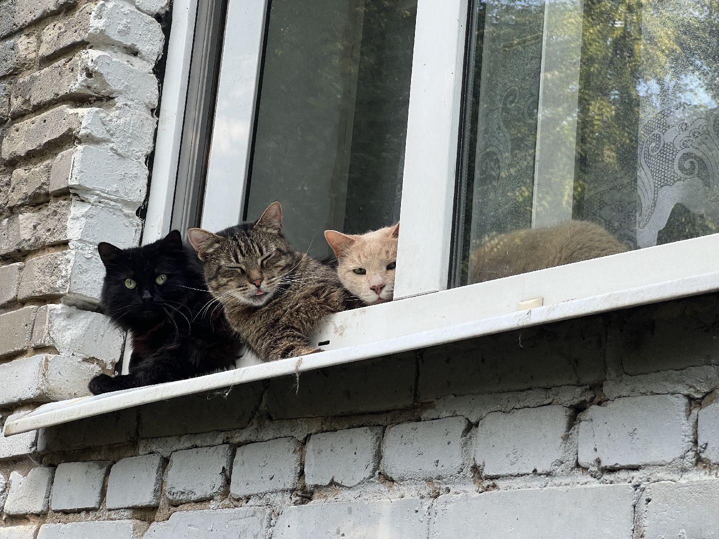 Домашние животные