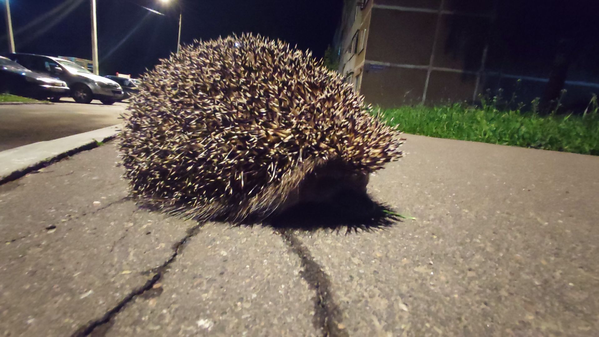 дикие животные