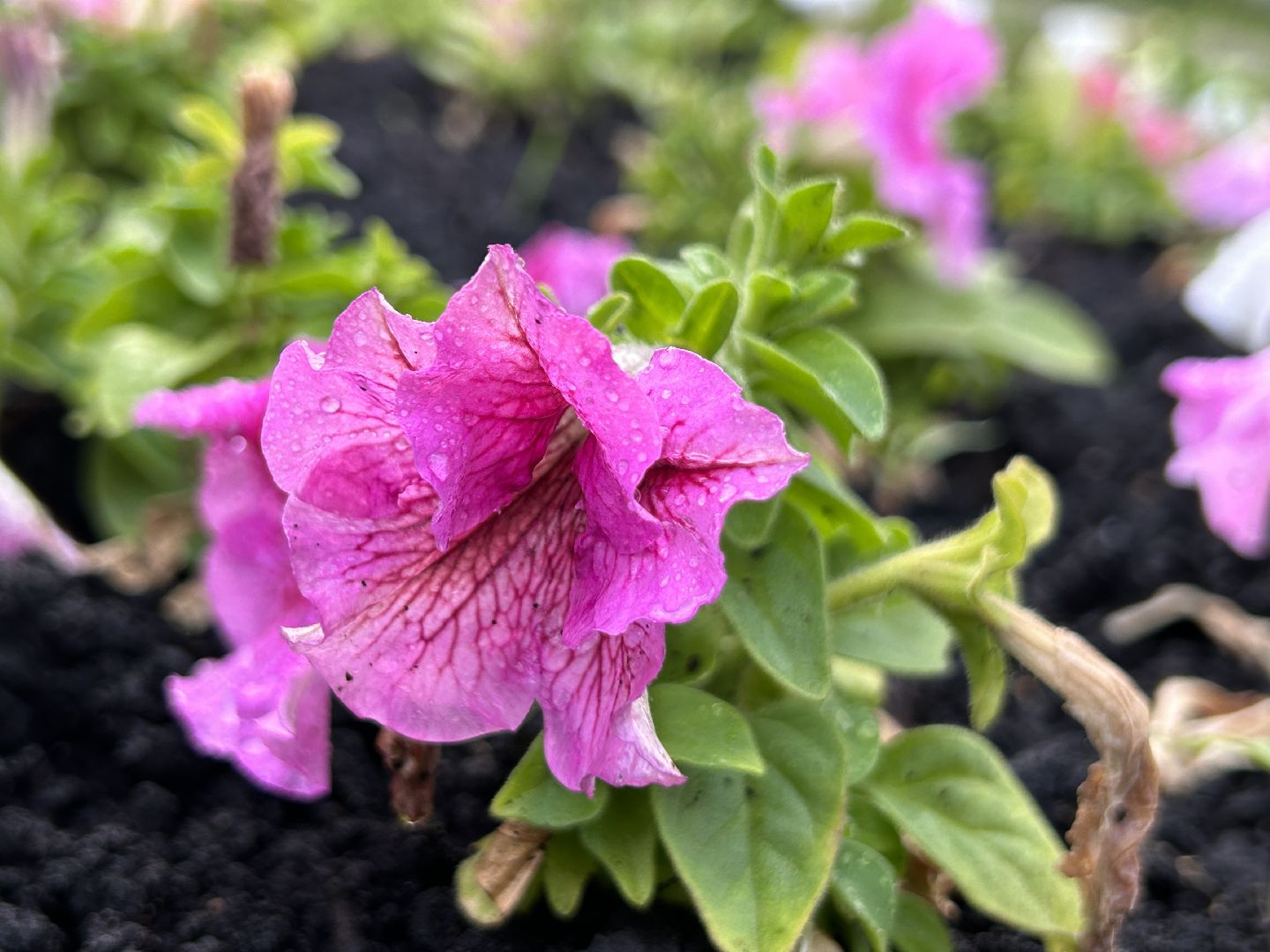 Благоустро