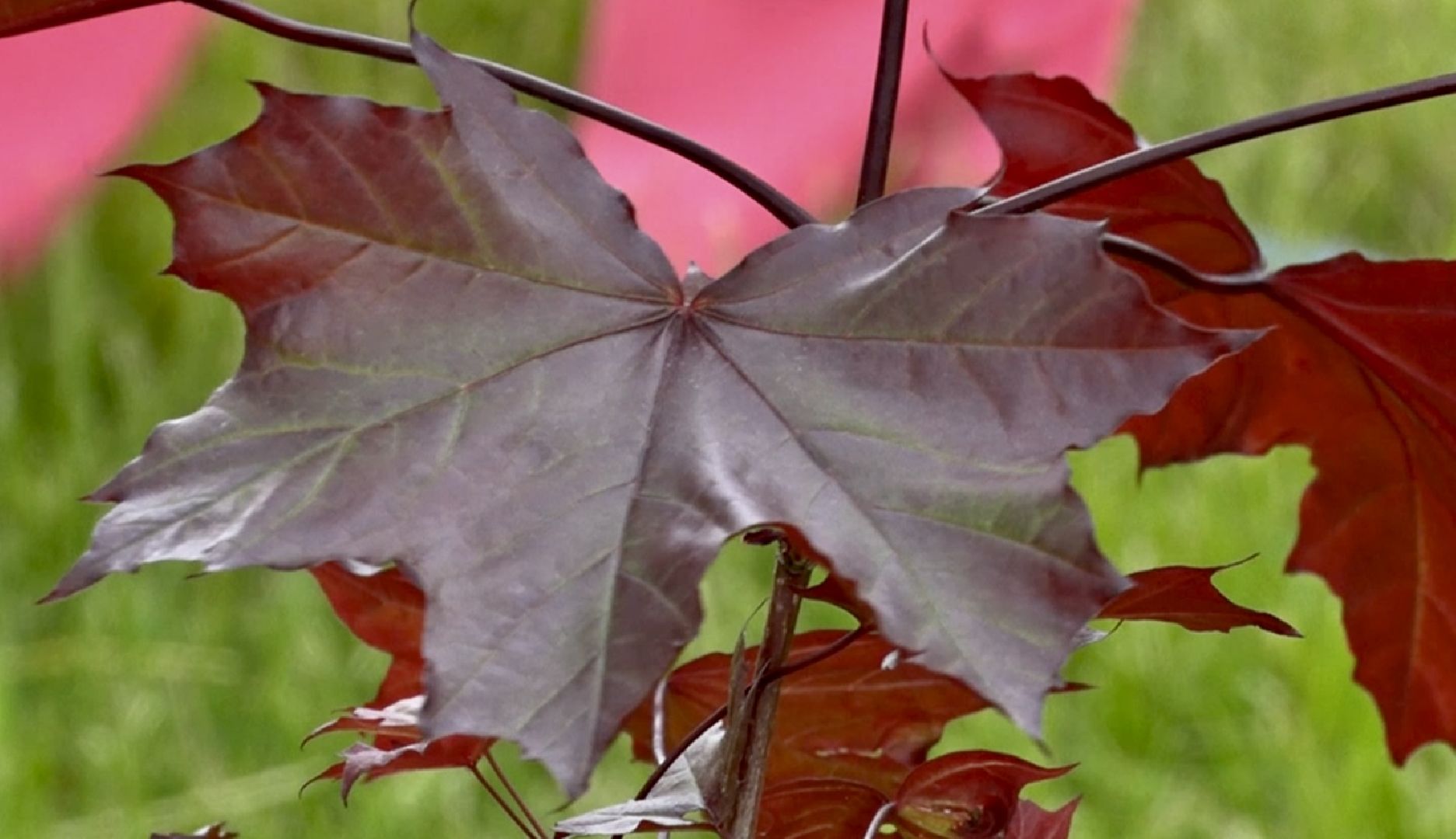 Благоустро