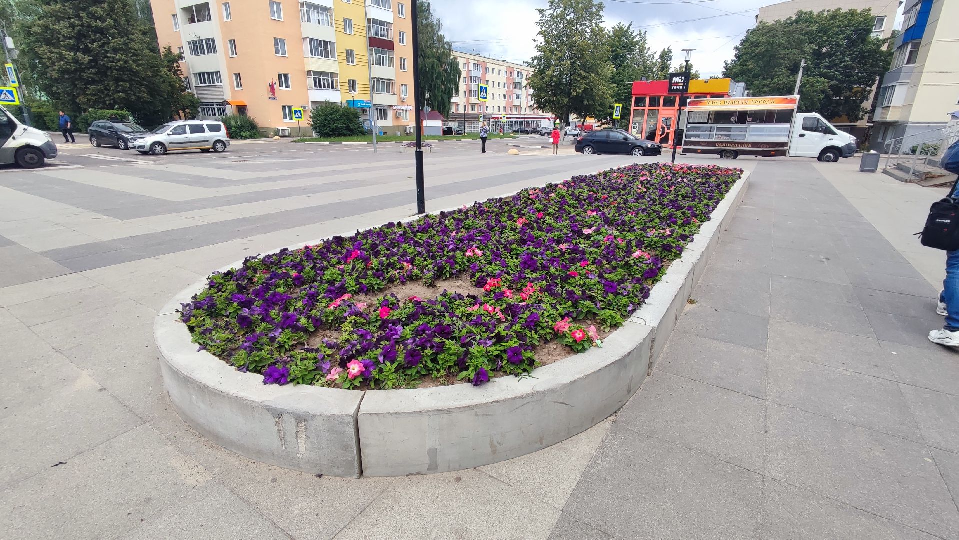 петунья
