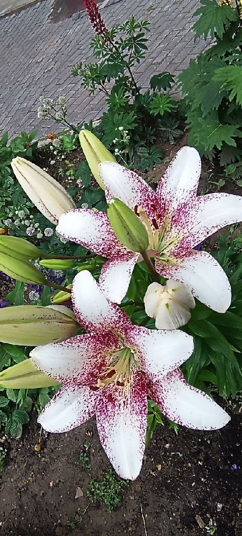 Благоустро