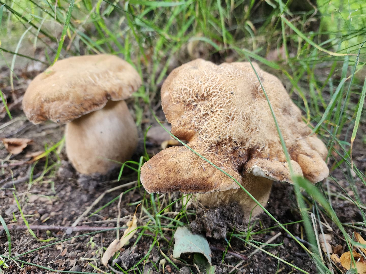 лето в подмосковье