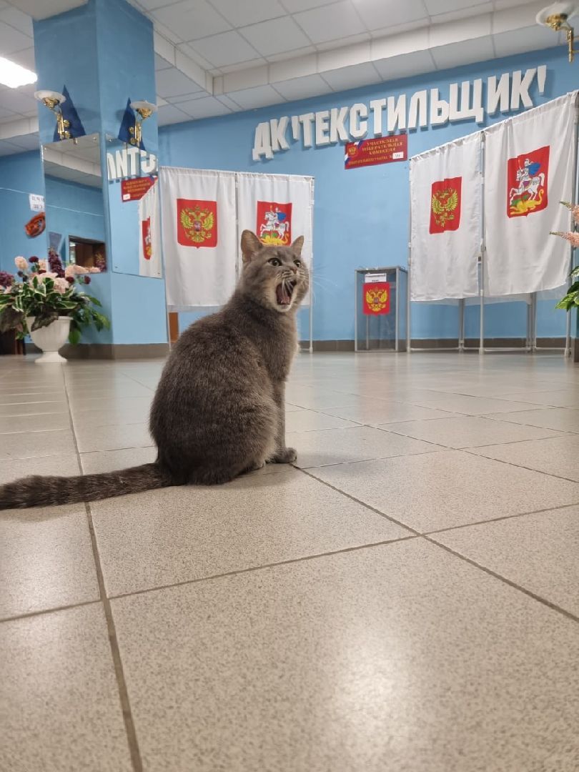 губернатора