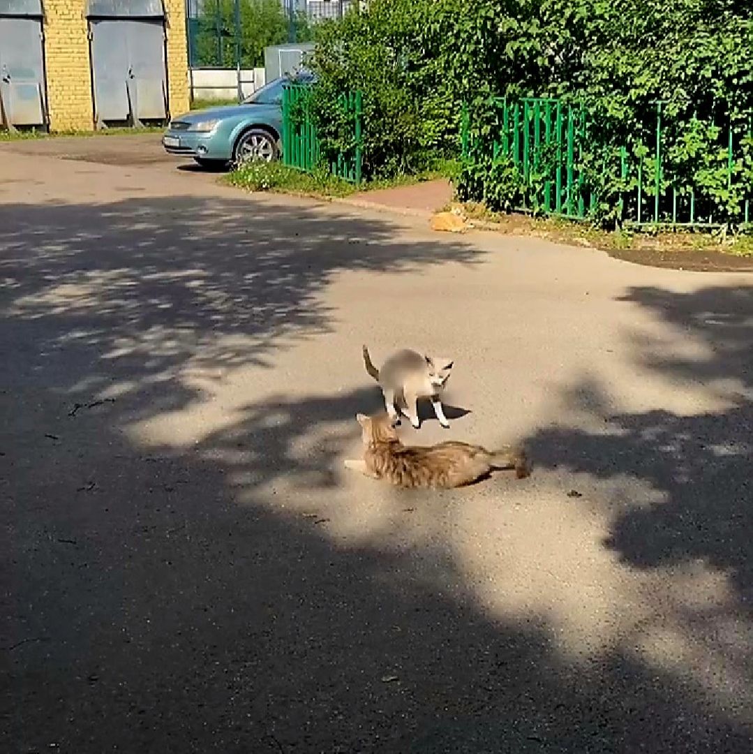 Одинцово