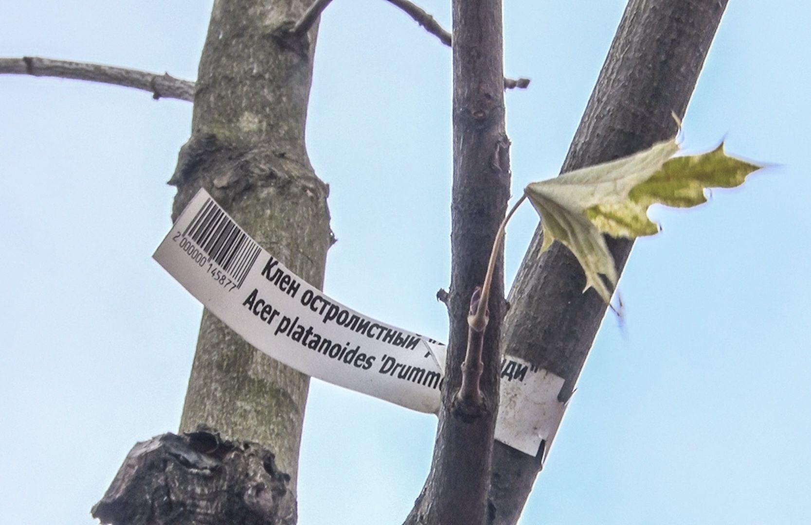 История