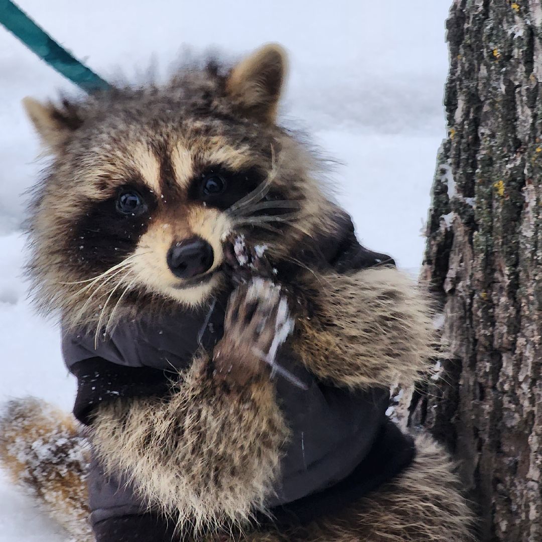 область