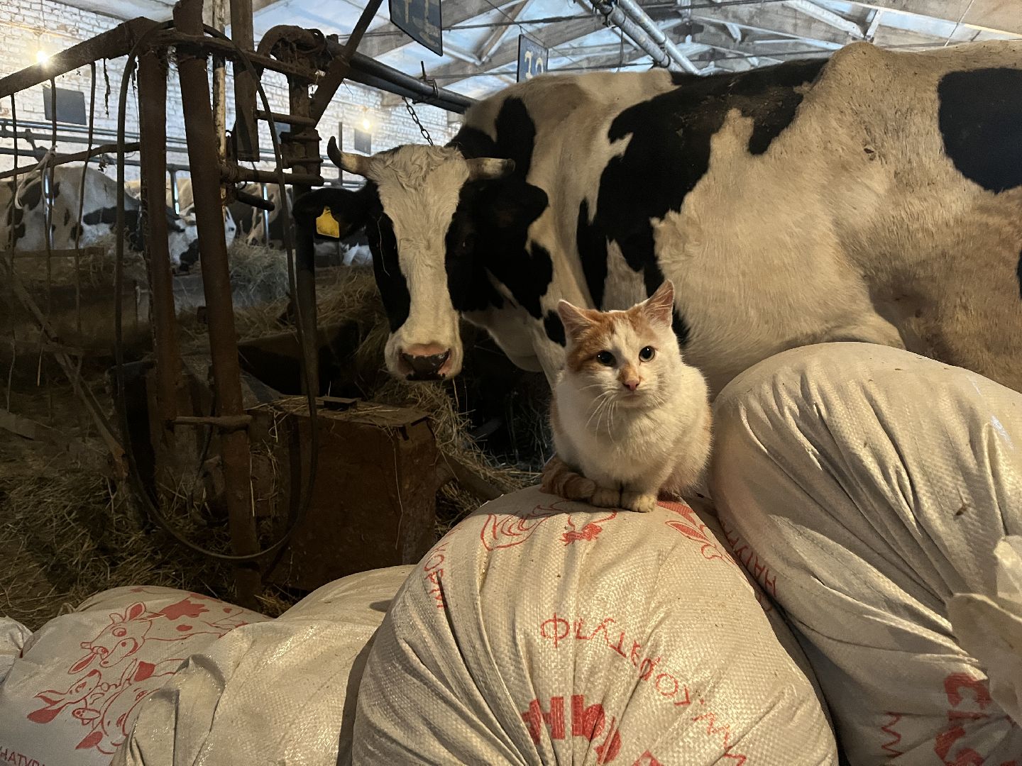 волоколамск