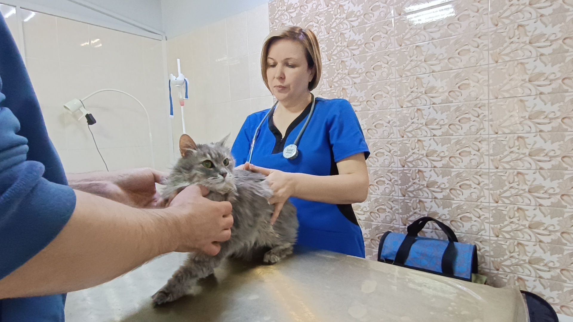 ветеринарный врач