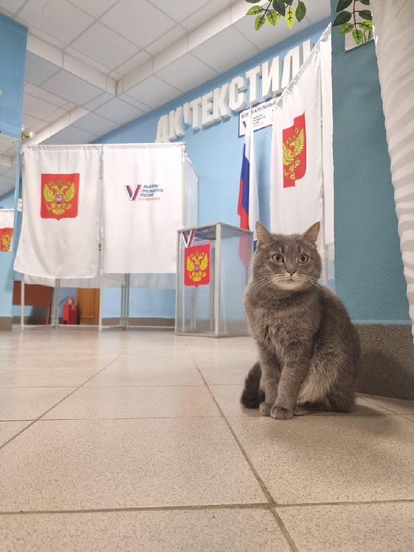 Выборы