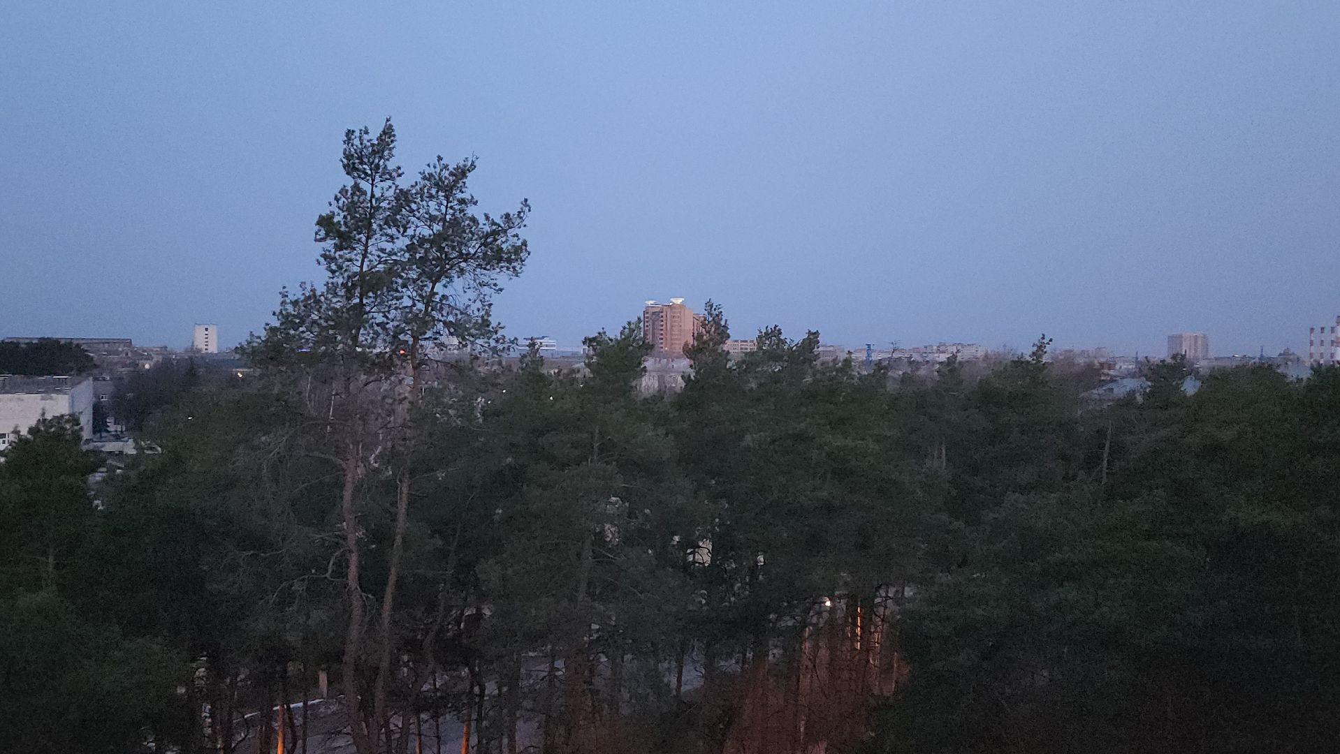 дрозд певчий