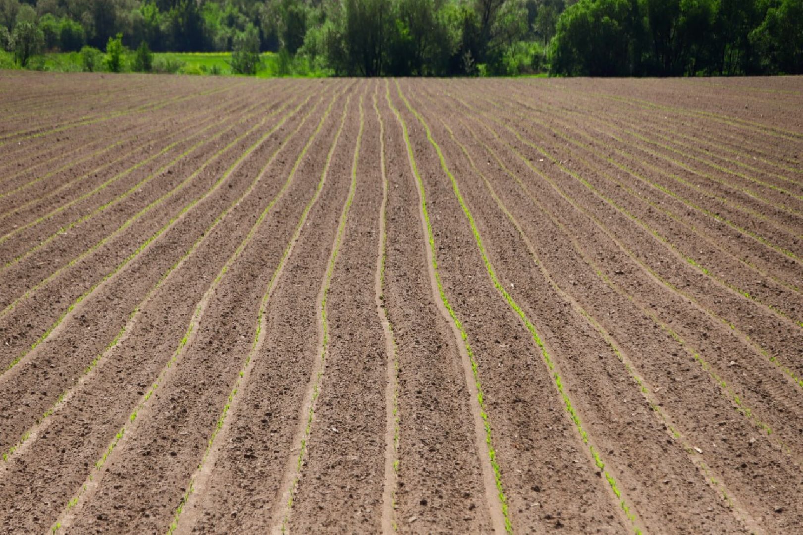 Посевная кампания