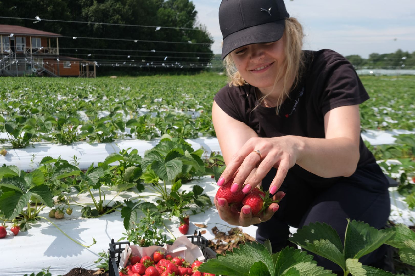 Ягодная ферма